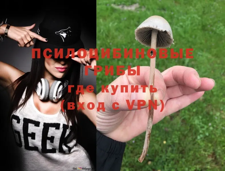 Галлюциногенные грибы Psilocybine cubensis  Печора 